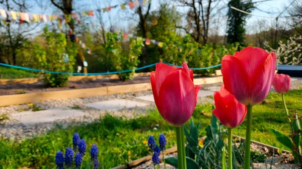 Les tulipes en avril et mai.