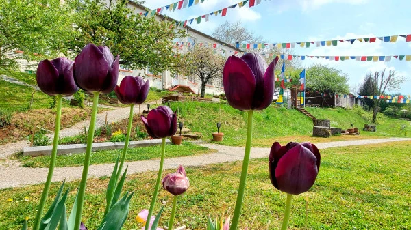 Les tulipes en avril et mai.