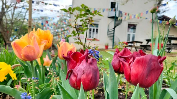 Les tulipes en avril et mai.