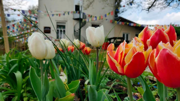 Les tulipes en avril et mai.