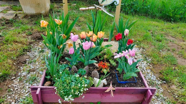 Les tulipes en avril et mai.