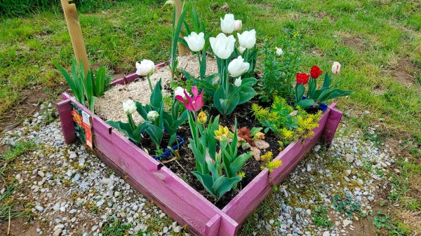 Les tulipes en avril et mai.