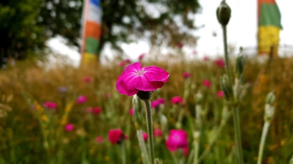 Les vivaces hautes en couleur !