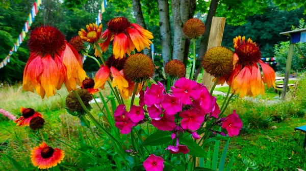 Les vivaces hautes en couleur !