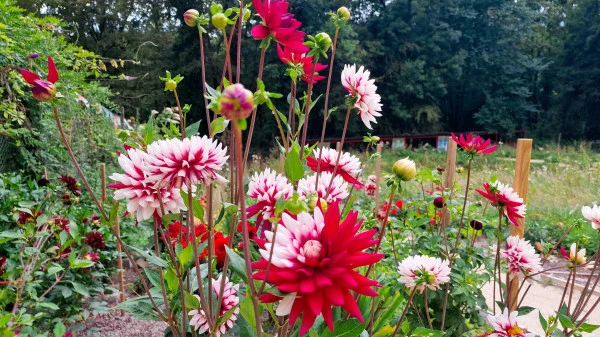 2023 Jardin Sagesse