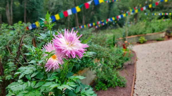 Les sentiers promenades dans le chemin de Bouddha